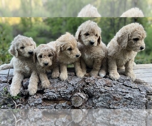 Goldendoodle Litter for sale in FORESTHILL, CA, USA