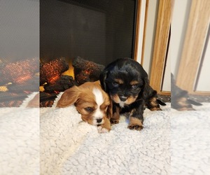 Cavalier King Charles Spaniel Litter for sale in OWEN, WI, USA