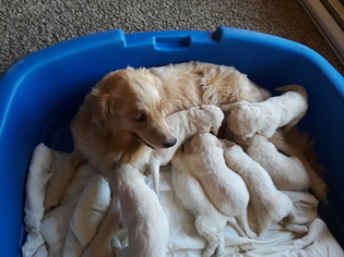 Goldendoodle Litter for sale in HIRAM, OH, USA