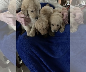 Goldendoodle Litter for sale in THOMSON, GA, USA
