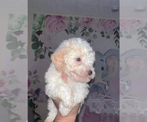 Bichpoo Litter for sale in KISSIMMEE, FL, USA