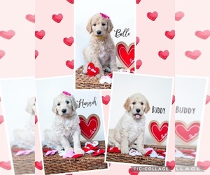 Double Doodle Litter for sale in PONTE VEDRA BEACH, FL, USA