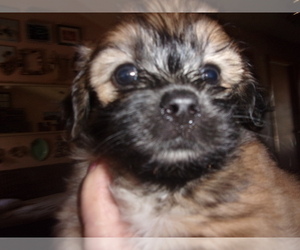 ShiChi Litter for sale in INGLESIDE, TX, USA