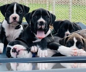 Boxer Litter for sale in TOMBALL, TX, USA