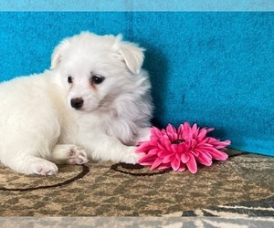 Miniature American Eskimo Litter for sale in DOWNING, MO, USA
