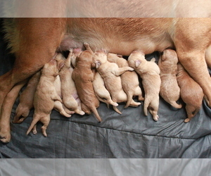 Labradoodle Litter for sale in AUBURNTOWN, TN, USA