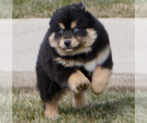 Medium Photo #1 Pomsky-Siberian Husky Mix Puppy For Sale in NAPPANEE, IN, USA