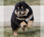 Small Photo #1 Pomsky-Siberian Husky Mix Puppy For Sale in NAPPANEE, IN, USA