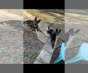 German Shepherd Dog Litter for sale in JAX, FL, USA