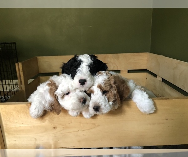 Medium Photo #1 Poodle (Toy)-Sheepadoodle Mix Puppy For Sale in PROVO, UT, USA