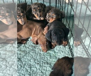 Dachshund Litter for sale in DAYTONA BEACH, FL, USA