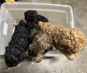 Poodle (Standard) Litter for sale in ARKOMA, OK, USA