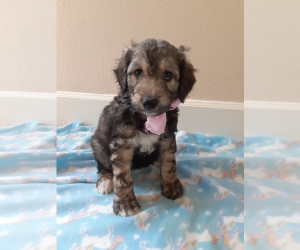 Medium Photo #1 Aussiedoodle Miniature  Puppy For Sale in VANCOUVER, WA, USA