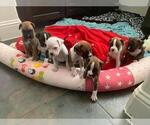 Small Photo #1 Boxer Puppy For Sale in PLANO, TX, USA