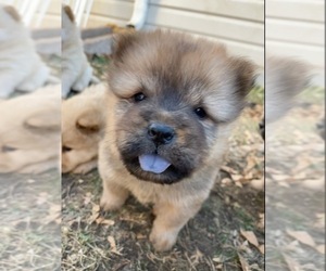 Chow Chow Litter for sale in DENVER, CO, USA