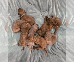 Goldendoodle Litter for sale in ANTIOCH, TN, USA