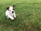 Small Photo #1 French Bulldog Puppy For Sale in STILLWATER, MN, USA