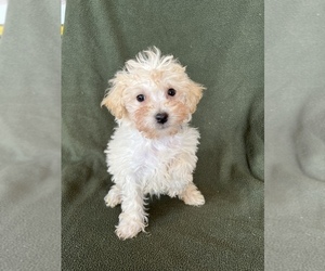 Bichpoo Litter for sale in FREDERICK, MD, USA