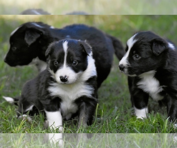 Medium Photo #1 Border Collie Puppy For Sale in MONROE, LA, USA