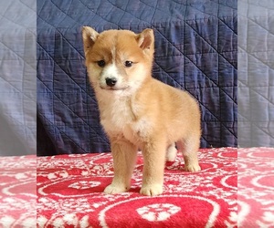 Medium Shiba Inu