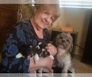 Mi-Ki-Shinese Mix Litter for sale in N LAS VEGAS, NV, USA