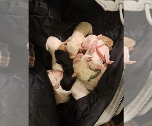 Poodle (Standard) Litter for sale in AMARILLO, TX, USA