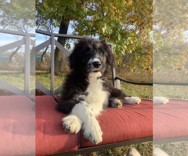 Medium Photo #1 Bordoodle Puppy For Sale in HILLSBORO, WI, USA