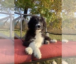 Small Photo #1 Bordoodle Puppy For Sale in HILLSBORO, WI, USA