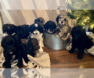 Double Doodle Litter for sale in KEARNEY, MO, USA