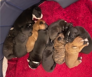 Boxer Litter for sale in CLAREMORE, OK, USA