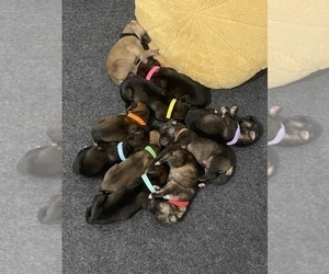 Cane Corso-German Shepherd Dog Mix Litter for sale in FERNLEY, NV, USA