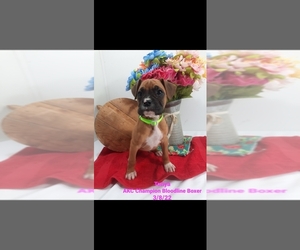 Boxer Litter for sale in SHIPSHEWANA, IN, USA
