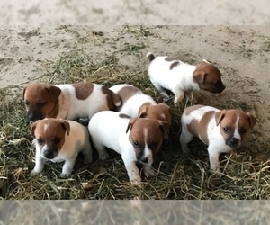 Jack Russell Terrier Litter for sale in IONIA, IA, USA