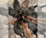 Small Bernedoodle-Labrador Retriever Mix