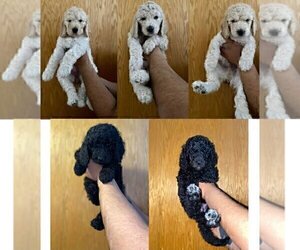 Poodle (Standard) Litter for sale in OWATONNA, MN, USA