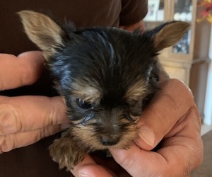 Yorkshire Terrier Litter for sale in LAMAR, CO, USA
