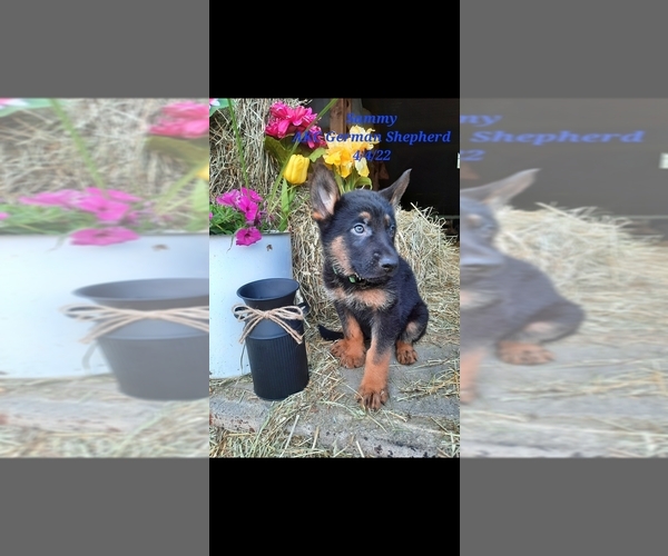 Medium Photo #1 German Shepherd Dog Puppy For Sale in SHIPSHEWANA, IN, USA