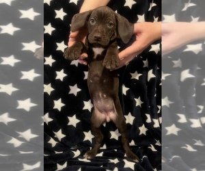 German Shorthaired Pointer Litter for sale in DEEP GAP, NC, USA