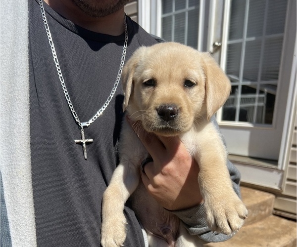 Medium Photo #1 Labrador Retriever Puppy For Sale in BRANDY STATION, VA, USA