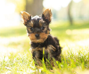 Yorkshire Terrier Litter for sale in NAPPANEE, IN, USA