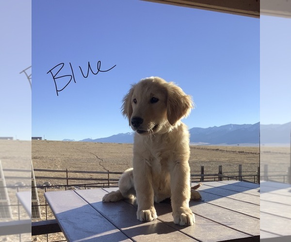 Medium Photo #1 Golden Retriever Puppy For Sale in WESTCLIFFE, CO, USA