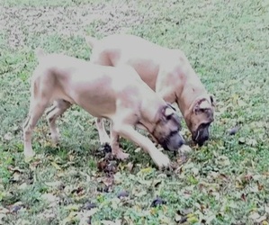 Cane Corso Litter for sale in ROACHDALE, IN, USA