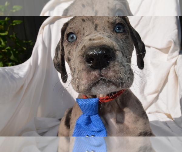 Medium Photo #1 Great Dane Puppy For Sale in COVENTRY, RI, USA