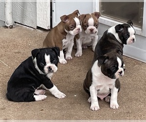 Boston Terrier Litter for sale in GRAHAM, TX, USA