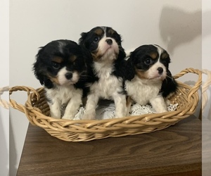 Cavalier King Charles Spaniel Litter for sale in GOSHEN, IN, USA