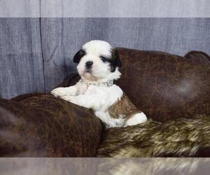 Medium Shih Tzu