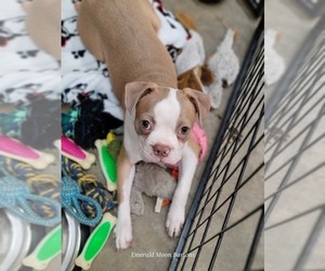 Boston Terrier Litter for sale in ORANGE, TX, USA
