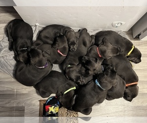 Cane Corso-Labrador Retriever Mix Litter for sale in STEELTON, PA, USA