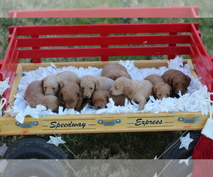 Goldendoodle-Poodle (Miniature) Mix Litter for sale in CUTLER, IN, USA
