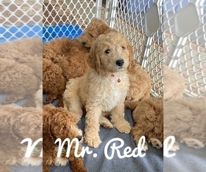 Goldendoodle Litter for sale in WHITE HOUSE, TN, USA